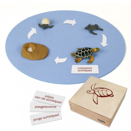 Levenscyclus zeeschildpad, dieren in kistje