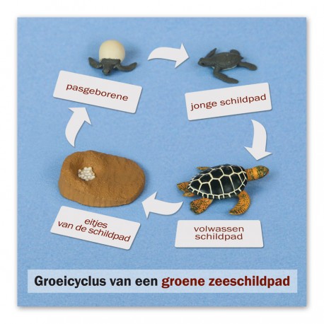Levenscyclus zeeschildpad, contrôlekaart