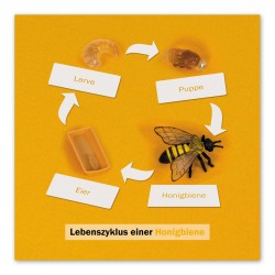 Lebenszyklus Biene: Kontrollkarte