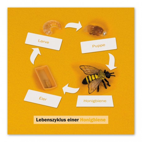 Lebenszyklus Biene: Kontrollkarte, DE