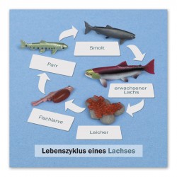Lebenszyklus eines Lachses: Kontrollkarte