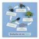 Lebenszyklus Frosch: Kontrollkarte
