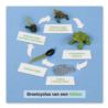 Lebenszyklus Frosch: Kontrollkarte, DE