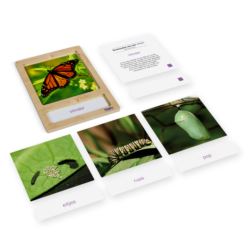 Lebenszyklus Schmetterling: Karten mit Tablett, DE