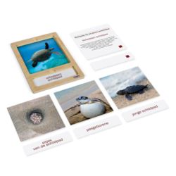 Levenscyclus zeeschildpad, kaarten in tray