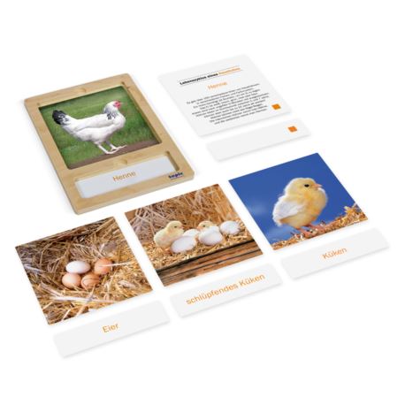 Lebenszyklus einer Henne: Karten mit Tablett, DE
