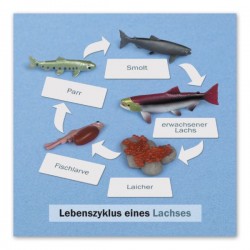 Lebenszyklus eines Lachses: Kontrollkarte Sprachve