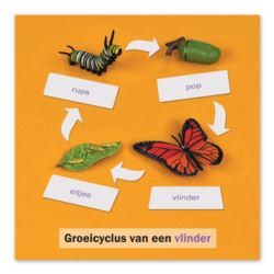 Lebenszyklus Schmetterling: Kontrollkarte, DE