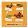 Levenscyclus vlinder, contrôlekaart