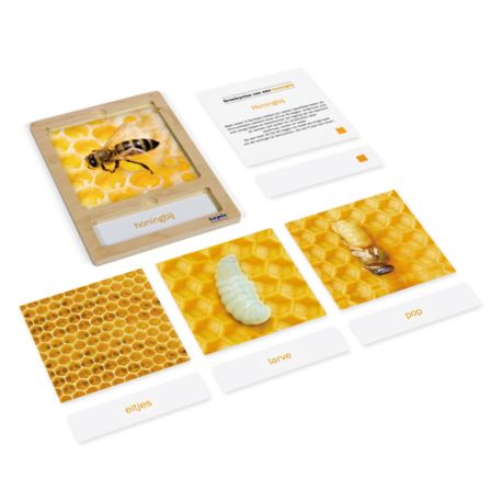 Lebenszyklus Biene: Karten mit Tablett, DE