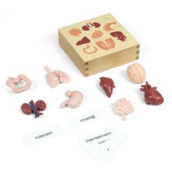 Organe des Menschen, DE